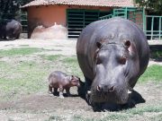 Nace bebé de hipopótamo en zoológico de Edomex Edomex Quadratin