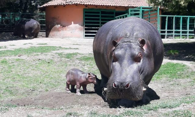 Nace bebé de hipopótamo en zoológico de Edomex Edomex Quadratin