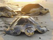 Tortugas marinas aumentan su desove en Quintana Roo XeVT