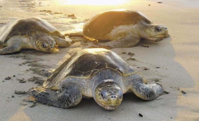 Tortugas marinas aumentan su desove en Quintana Roo XeVT