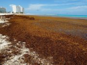 Recale masivo de sargazo va en ascenso en Quintana Roo El Diario de Yucatán
