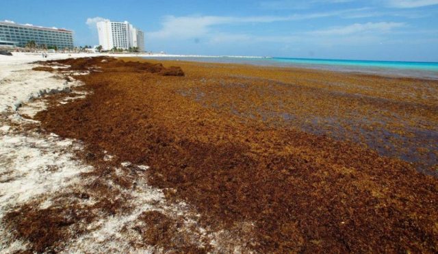 Recale masivo de sargazo va en ascenso en Quintana Roo El Diario de Yucatán