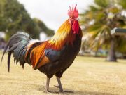 Prohíben peleas de gallos y fiestas taurinas a pueblos mayas Xataka México