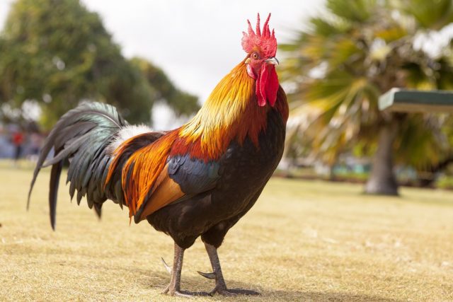 Prohíben peleas de gallos y fiestas taurinas a pueblos mayas Xataka México