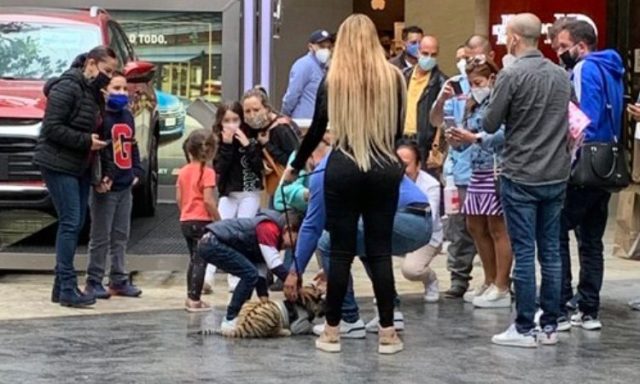 Dueña del cachorro de tigre de Bengala podría ser sancionada Uno TV