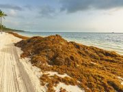 Termina temporada de recale masivo de sargazo en Quintana Roo Muy Interesante