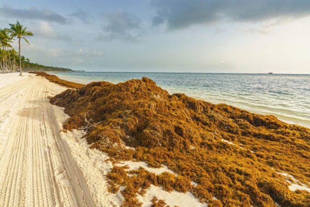 Termina temporada de recale masivo de sargazo en Quintana Roo Muy Interesante