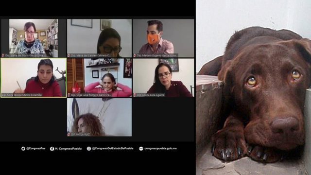 Darían 4 años de cárcel a secuestradores de mascotas en Puebla Diario El Mundo