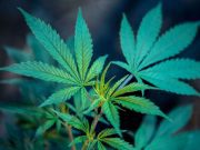 Se manifiestan en contra de la regulación de la marihuana