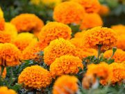 Cempasúchil y camote impulsan el Día de Muertos Food and travel