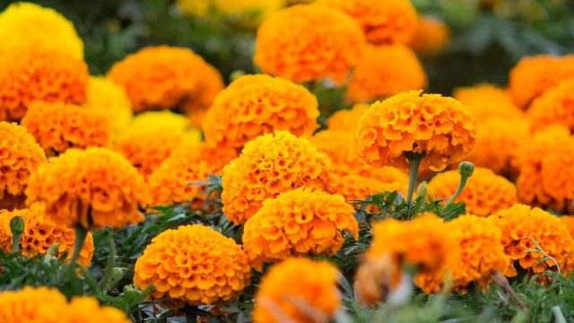 Cempasúchil y camote impulsan el Día de Muertos Food and travel