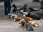 Detectan primeros casos de perros con coronavirus