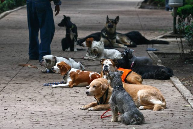 Detectan primeros casos de perros con coronavirus
