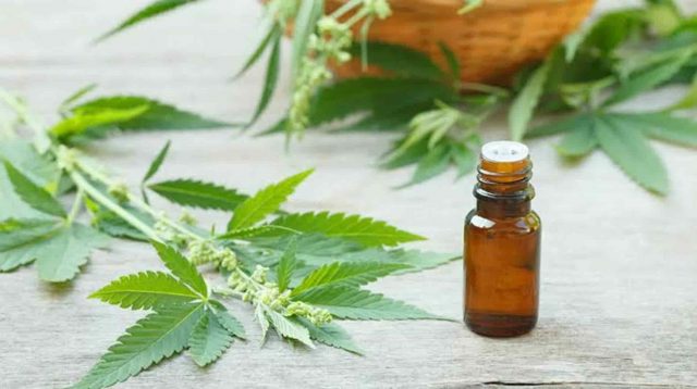 Mezquital y Huasteca, sembrarían la cannabis