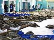Rescatan a miles de tortugas afectadas por el frío en Estados Unidos