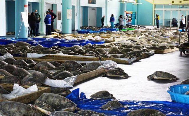 Rescatan a miles de tortugas afectadas por el frío en Estados Unidos