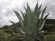 Plaga afectó maguey pulquero en Hidalgo