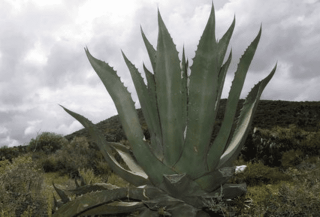 Plaga afectó maguey pulquero en Hidalgo