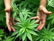 Uso lúdico de la marihuana podría aprobarse la siguiente semana
