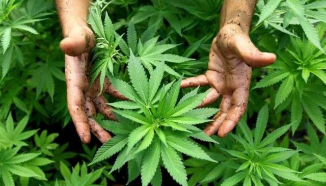 Uso lúdico de la marihuana podría aprobarse la siguiente semana