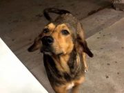 Rodolfo Corazón, otra víctima de crueldad animal