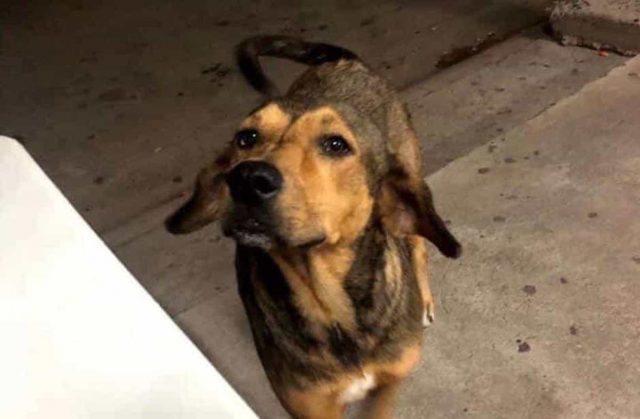Rodolfo Corazón, otra víctima de crueldad animal