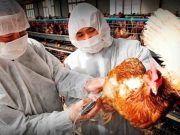 China registra primer caso gripe aviar H10N3