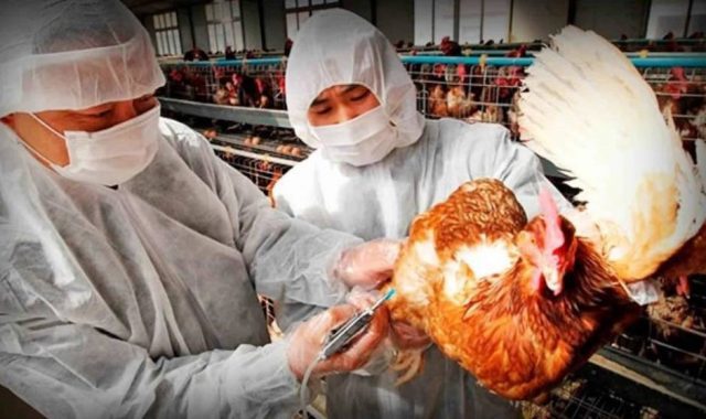 China registra primer caso gripe aviar H10N3