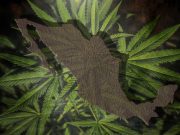 SCJN aprueba el uso lúdico de la marihuana