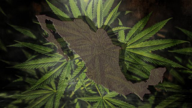 SCJN aprueba el uso lúdico de la marihuana