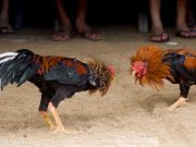 Hidalgo declara las peleas de gallos como Patrimonio cultural inmaterial