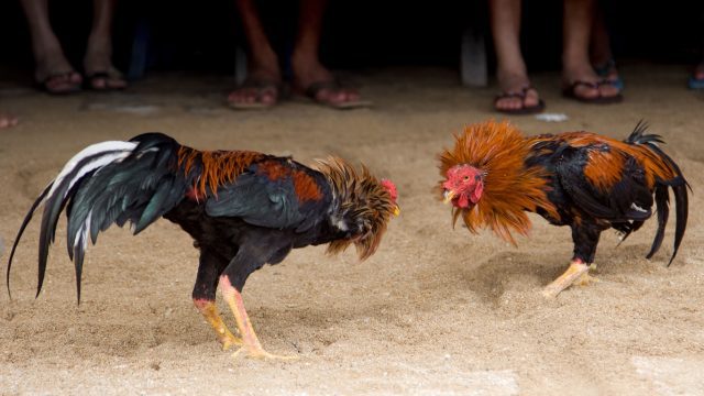 Hidalgo declara las peleas de gallos como Patrimonio cultural inmaterial