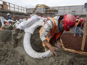 Encuentras restos de casi 500 mamuts en terrenos del nuevo aeropuerto