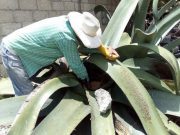 Abren ruta de la Aristocracia Pulquera para fomentar el turismo en Hidalgo