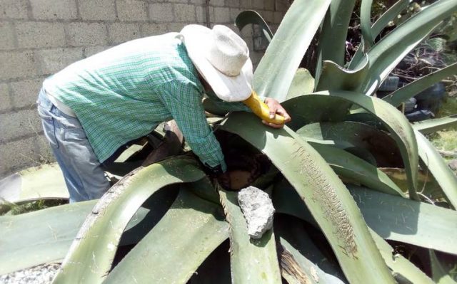 Abren ruta de la Aristocracia Pulquera para fomentar el turismo en Hidalgo