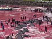 Matan a más de mil delfines como parte de una tradición