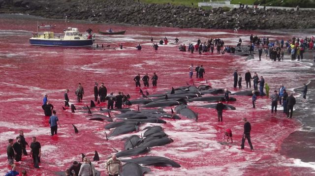 Matan a más de mil delfines como parte de una tradición