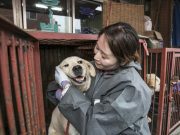 Presidente de Corea del sur busca prohibir el consumo de la carne de perro