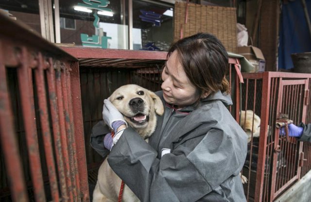 Presidente de Corea del sur busca prohibir el consumo de la carne de perro