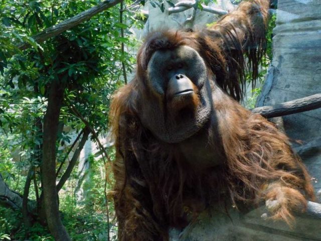 Toto, el orangután del Zoológico de Chapultepec, falleció a sus casi 30 años