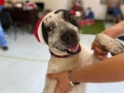 Perritos del Metro serán los encargados de entregar las cartas a los Reyes Magos