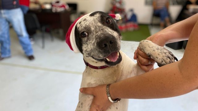 Perritos del Metro serán los encargados de entregar las cartas a los Reyes Magos
