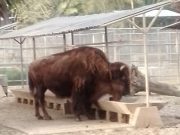 Fallece “La diabla”, bisonte veiteañera en Zoológico de Chapultepec