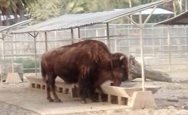 Fallece “La diabla”, bisonte veiteañera en Zoológico de Chapultepec