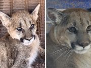 Llega Nala al Centro Ecológico de Sonora