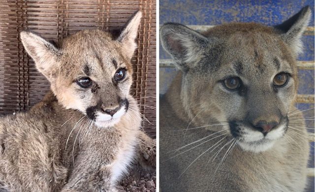 Llega Nala al Centro Ecológico de Sonora