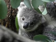 Australia anuncia la posible extinción del koala