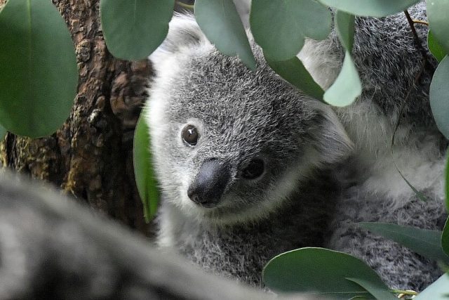Australia anuncia la posible extinción del koala