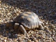 Tortugas del desierto de Sonora no necesitan protección: EE. UU.