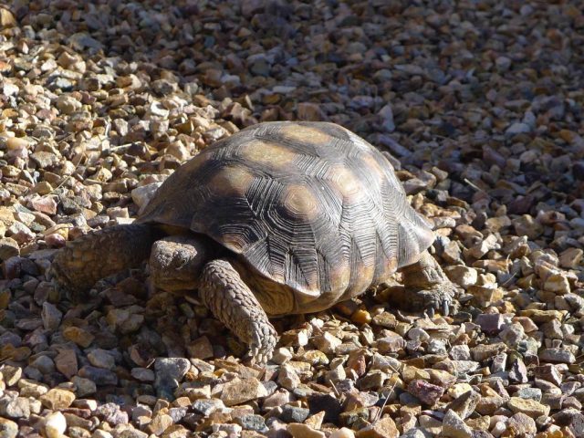 Tortugas del desierto de Sonora no necesitan protección: EE. UU.